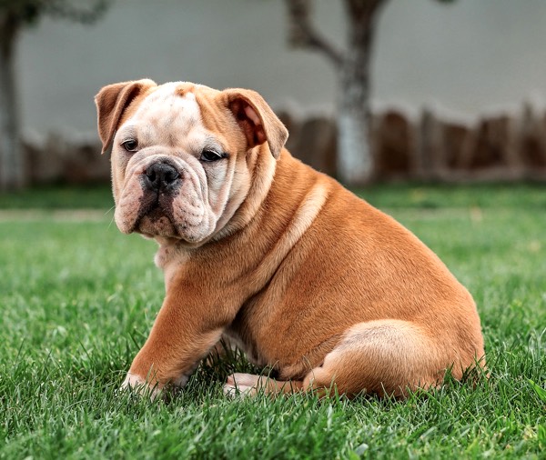 Bulldog Bulldog inglés Cubrecama perro muscular 