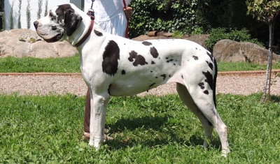 Dogo alemán blanco con manchas negras