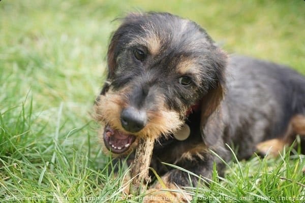 ¿Sabías que la dieta de un perro influye en su salud bucal?